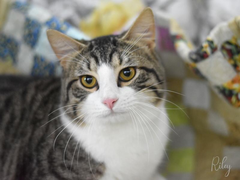 An adult medium-sized male Tabby (Brown / Chocolate) Domestic Short Hair cat named Riley for adoption in Conroe, TX