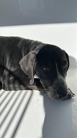 A young small-sized female Labrador Retriever dog named Felicity for adoption in Houston, TX