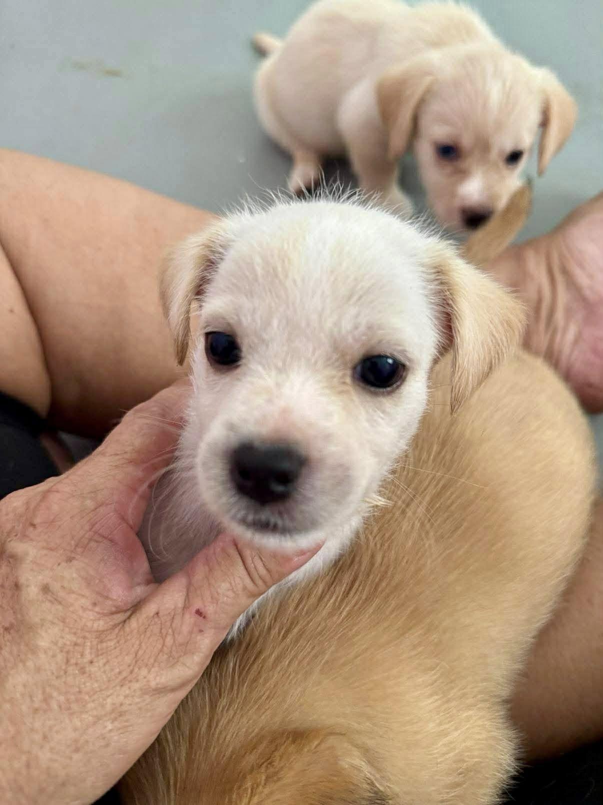 A baby small-sized male Apricot / Beige Maltese dog named Lolster for adoption in Nanuet, NY