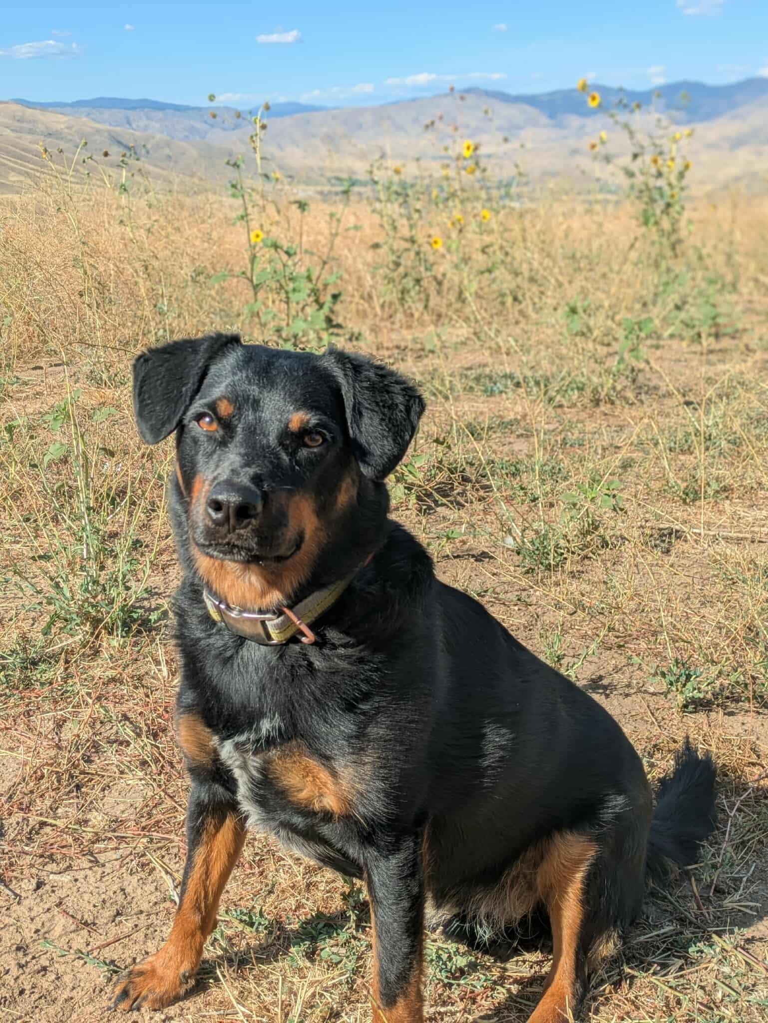 An adult medium-sized male Cattle Dog dog named Rylen for adoption in Boise, ID