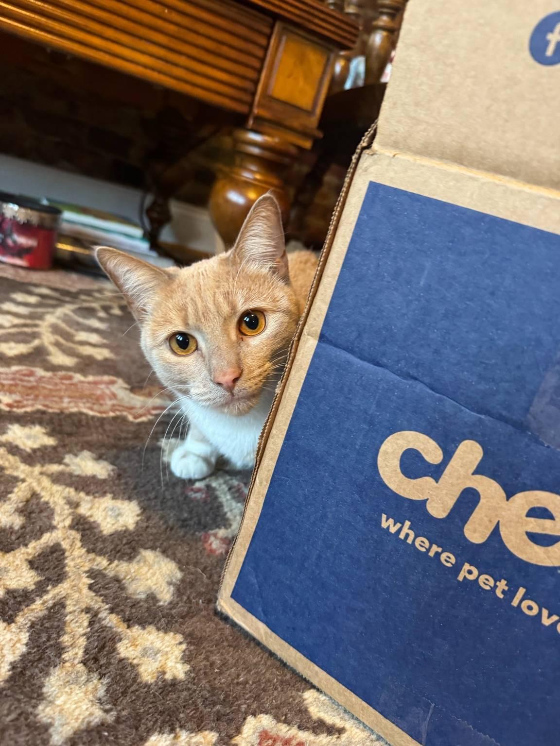 A young medium-sized female Orange & White Domestic Short Hair cat named Apricot for adoption in Philadelphia, PA