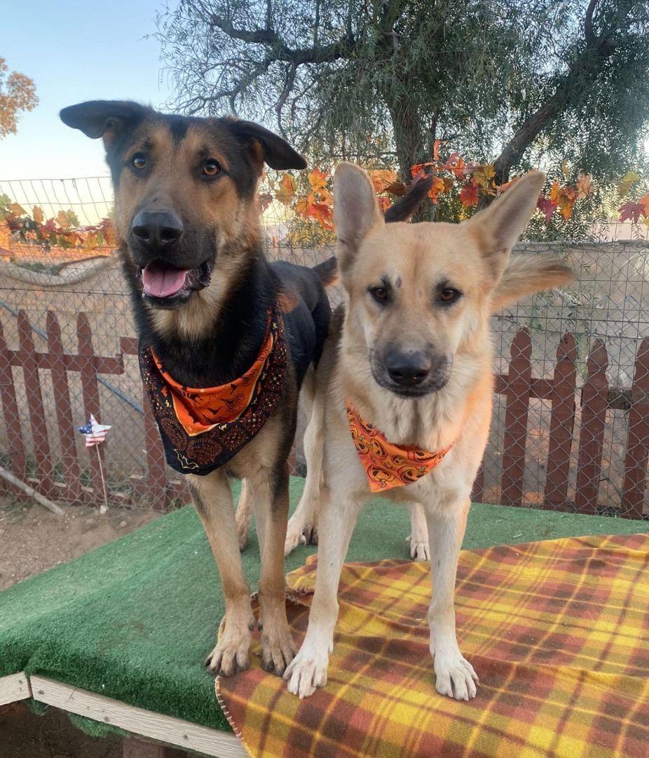 Beautiful Bailey The Shepherd