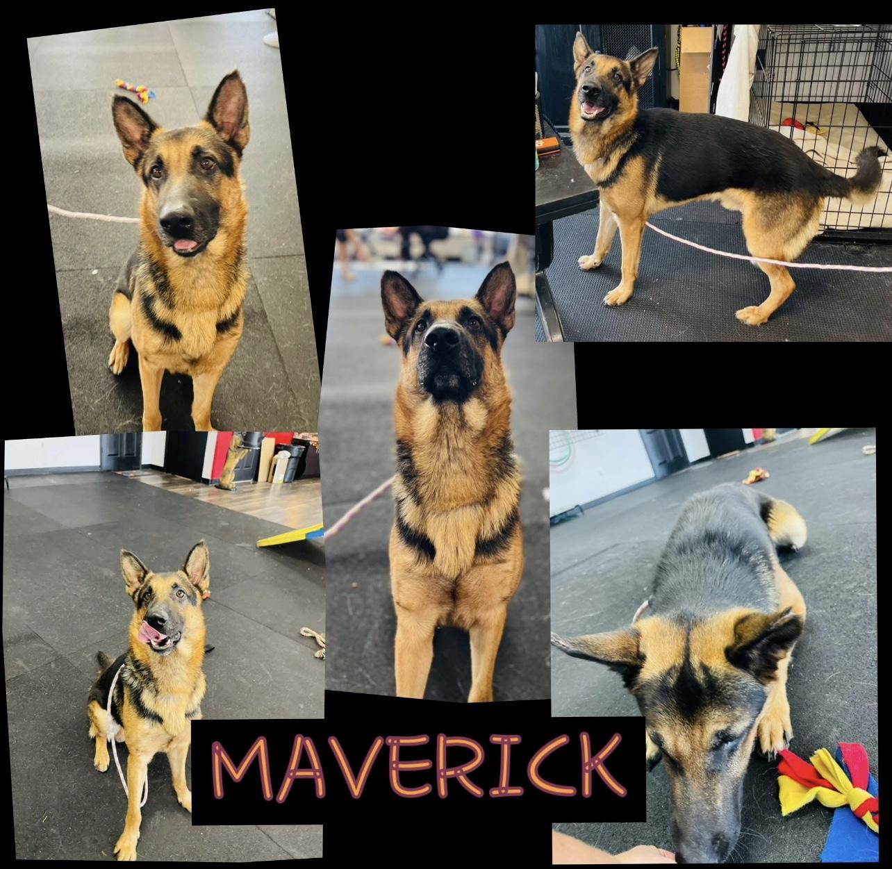 Maverick