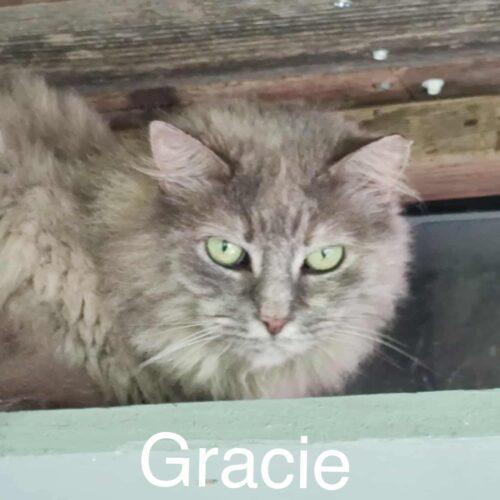 Gracie Coop