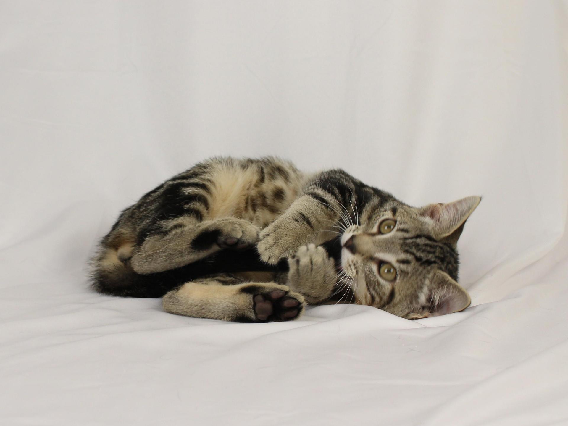 A baby medium-sized male Tabby (Gray / Blue / Silver) Domestic Short Hair cat named Fern for adoption in Tuscaloosa, AL