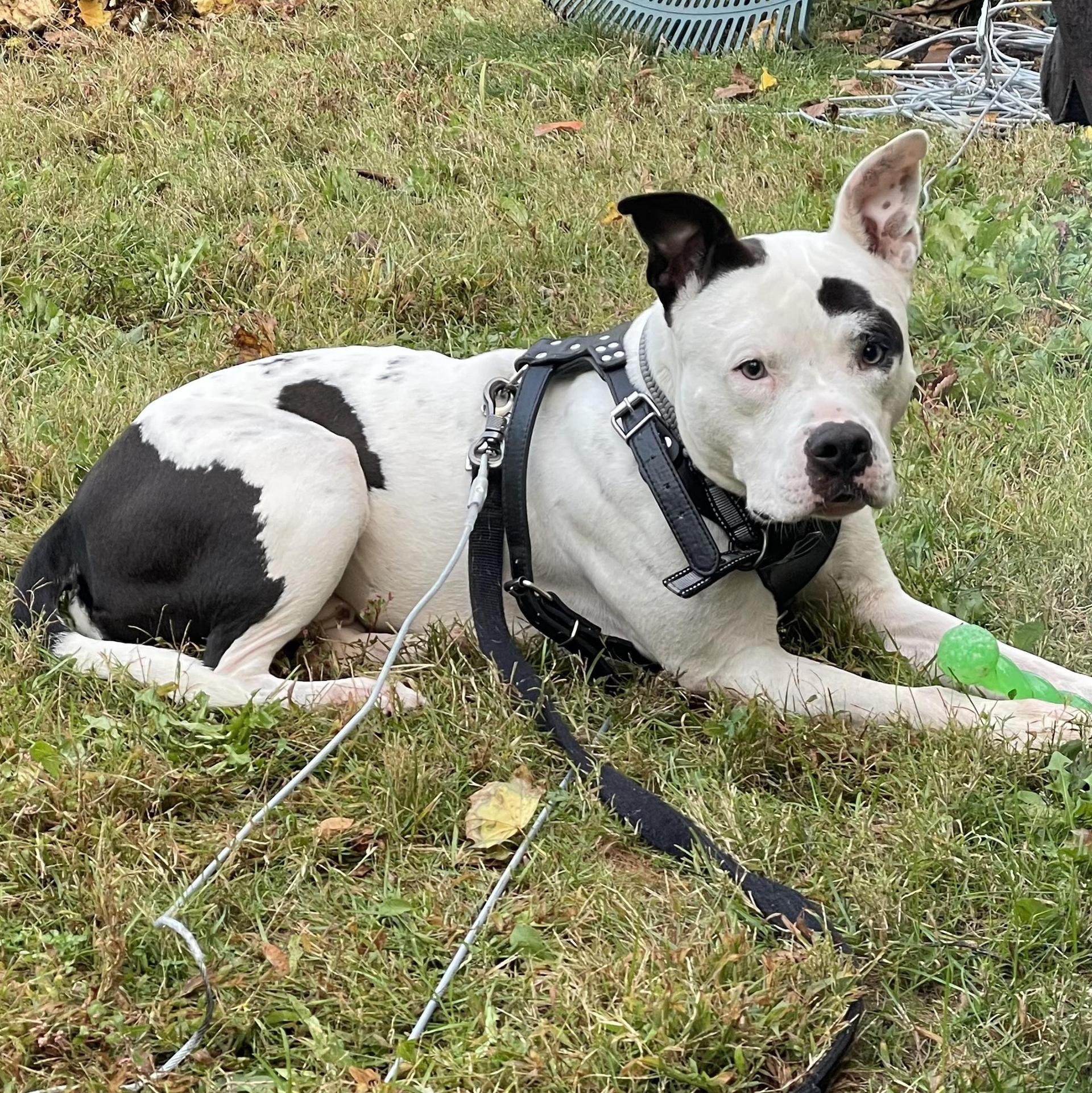 An adult medium-sized male White / Cream Mixed Breed dog named Zeke for adoption in Longview, TX