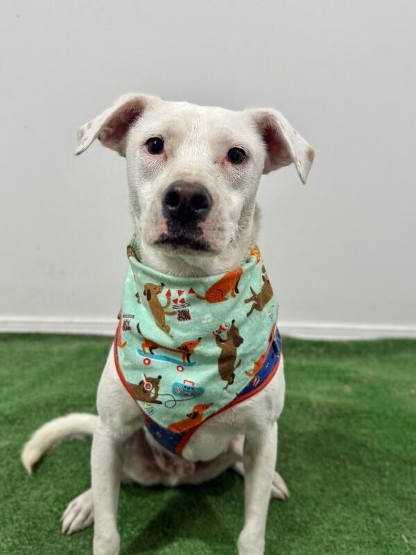 A young medium-sized male White / Cream Terrier dog named Ronald for adoption in Carlsbad, CA