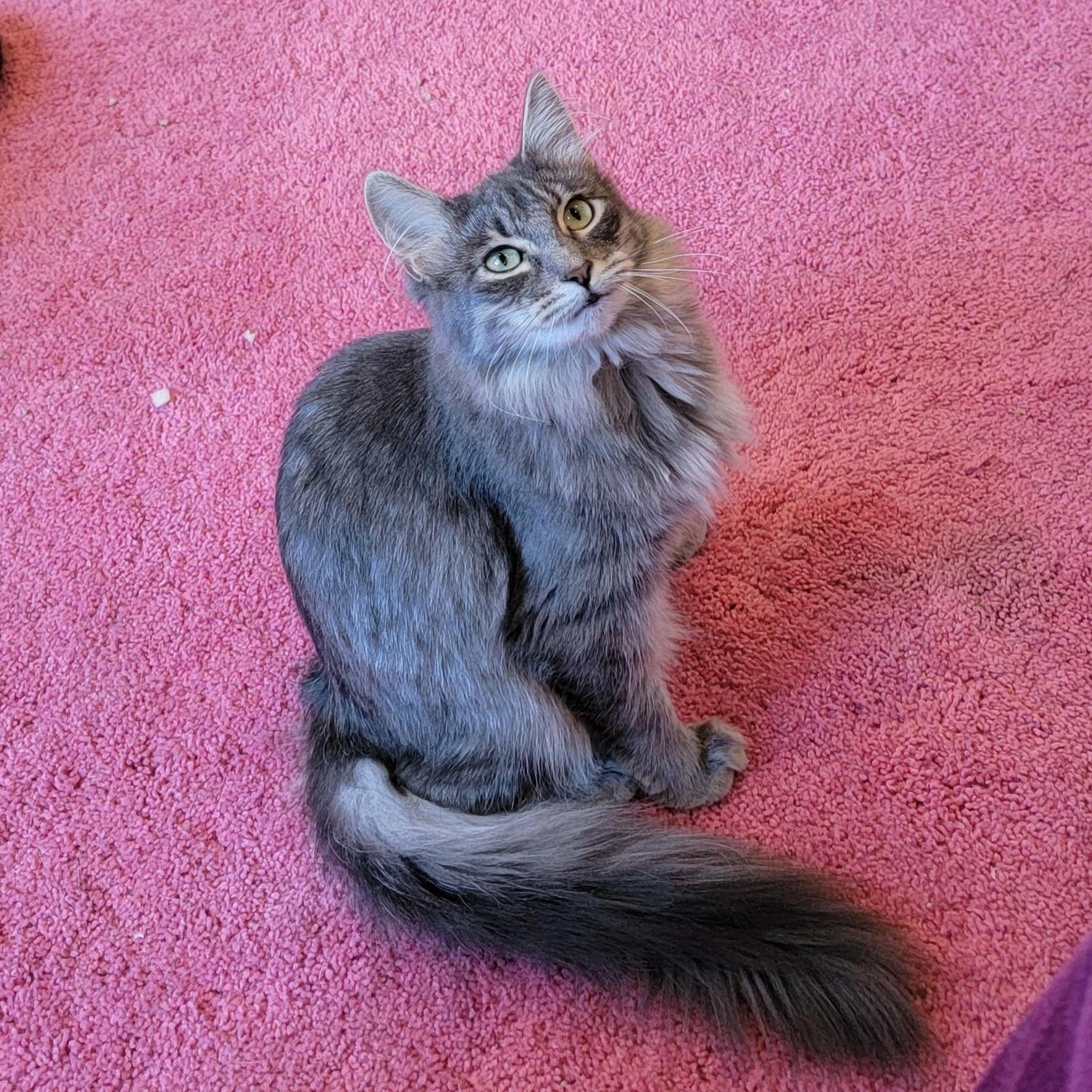 A baby medium-sized male Gray / Blue / Silver Domestic Long Hair cat named Fluffy for adoption in Wyandotte, MI