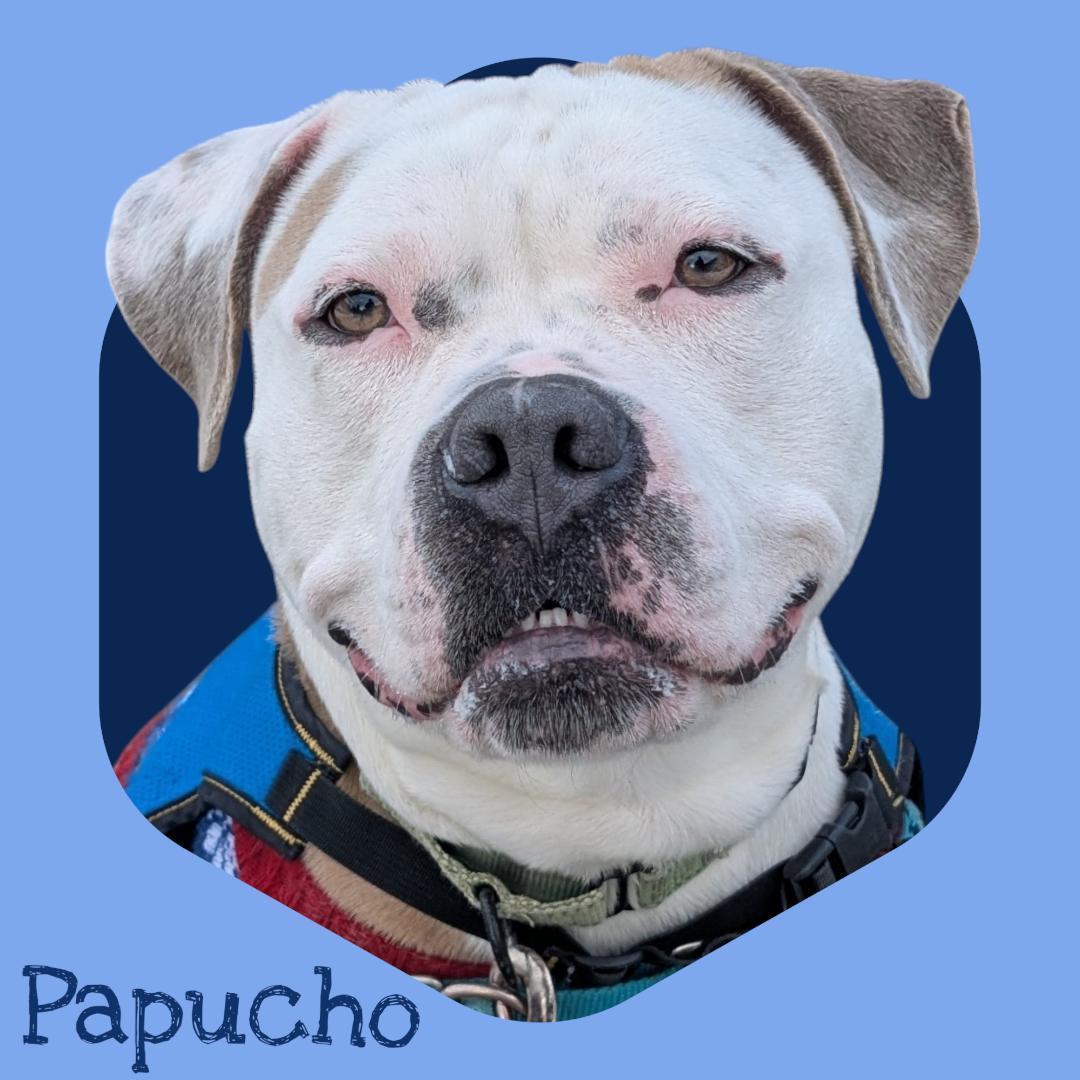 Papucho