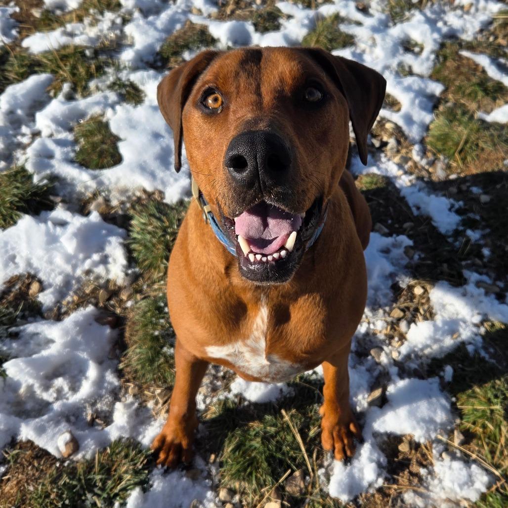 Beefcake "beefy" Mcgee