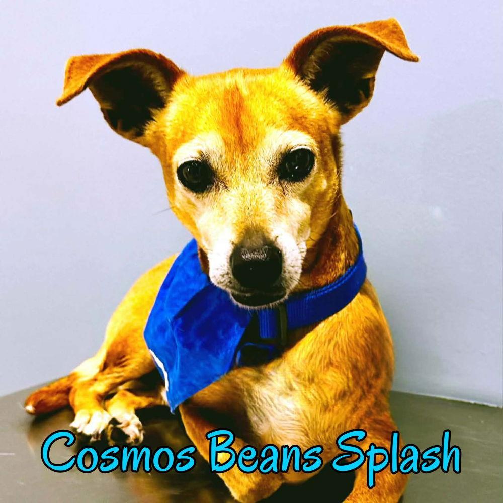 Cosmos Beans Splash photo 1