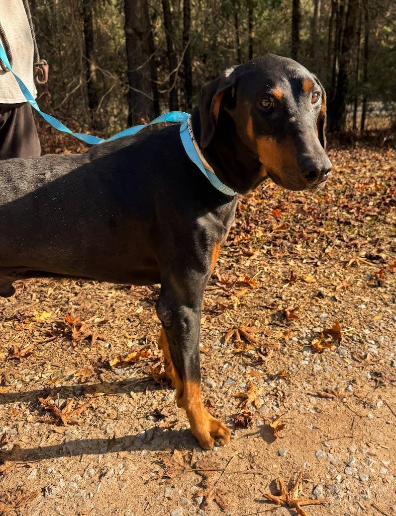 An adult large-sized male Doberman Pinscher dog named Jasper for adoption in Fosters, AL