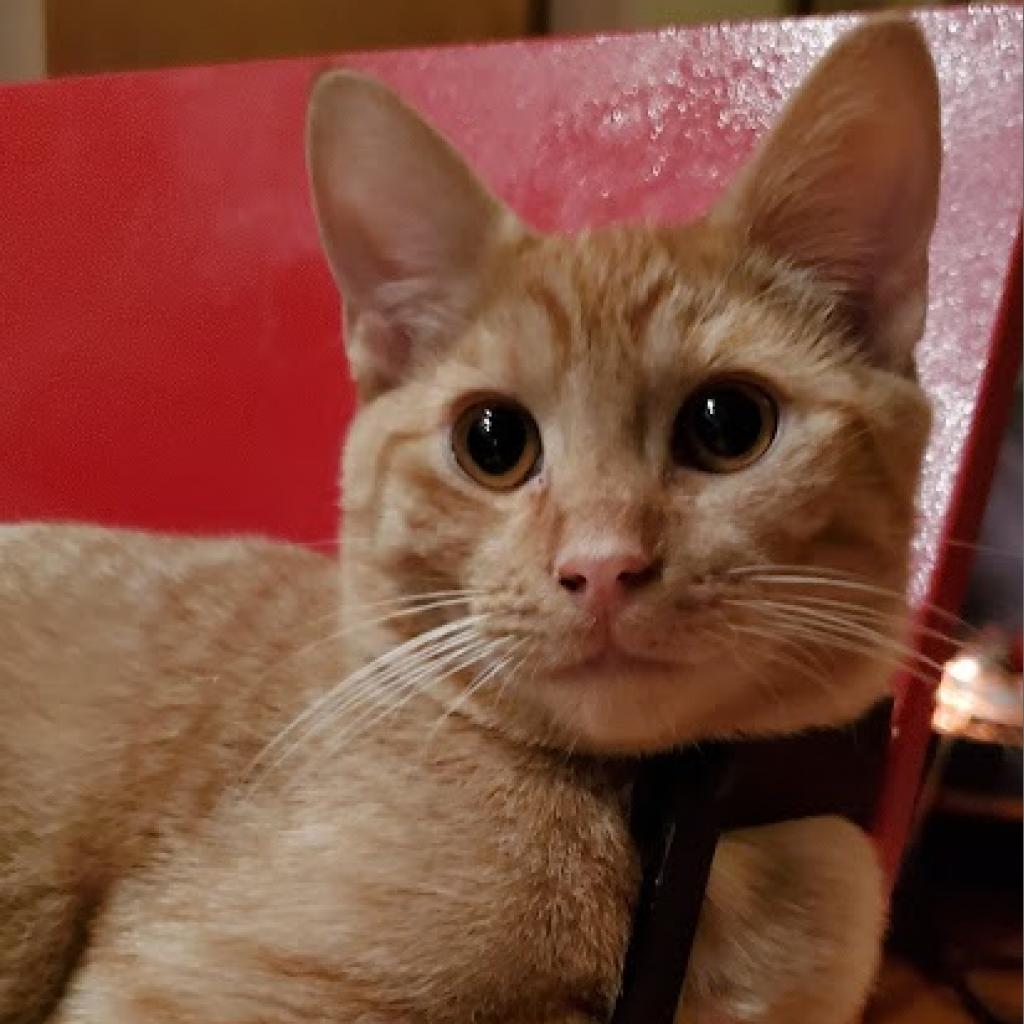 Statler Bonded With Waldorf