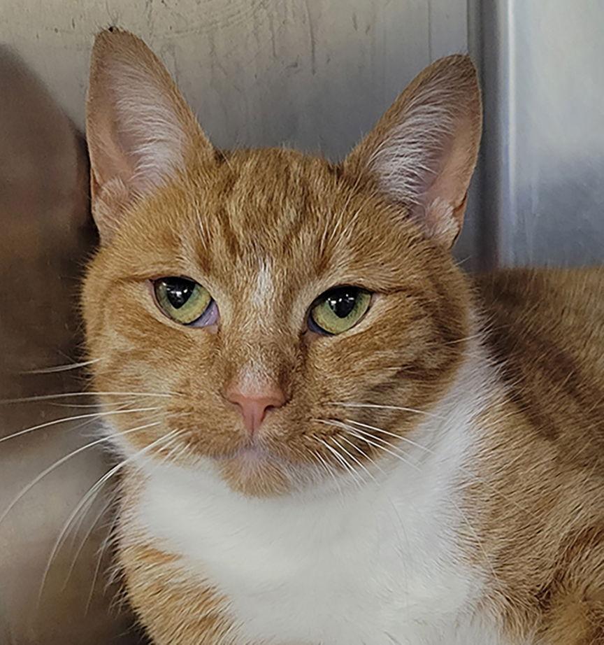 Padlock At Montrose Petsmart!