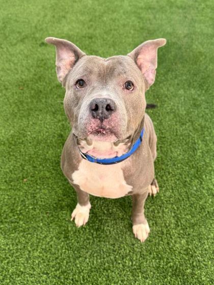 Jake The Dog photo 1