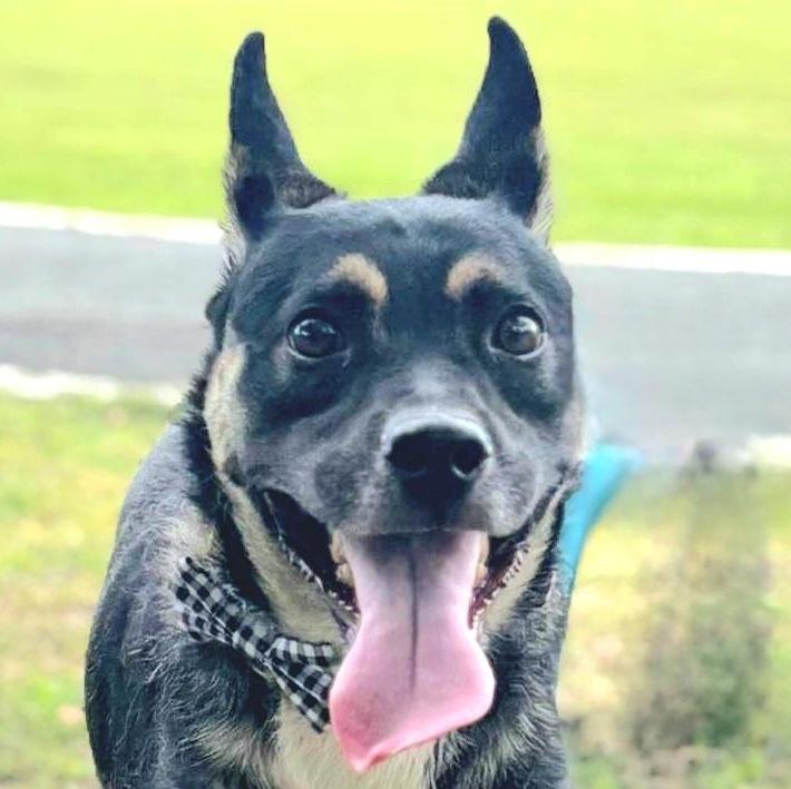 Daddy Yankee "loving &