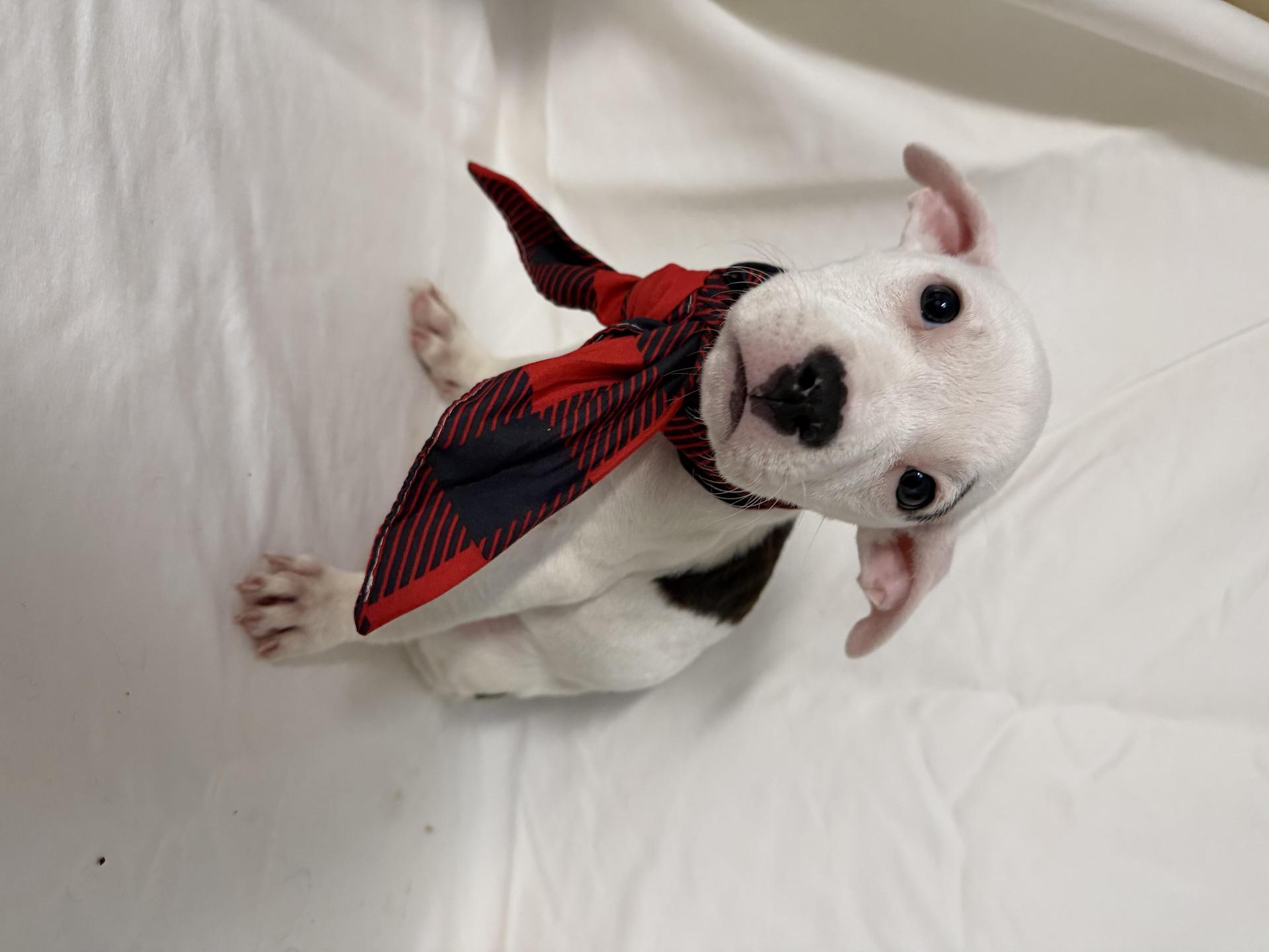 A baby medium-sized female White / Cream Mixed Breed dog named Tami for adoption in fennville, MI