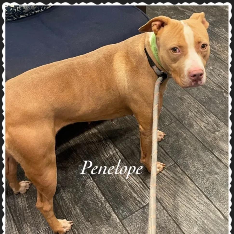 An adult medium-sized female Red / Chestnut / Orange American Staffordshire Terrier dog named Penelope for adoption in Canyon, TX