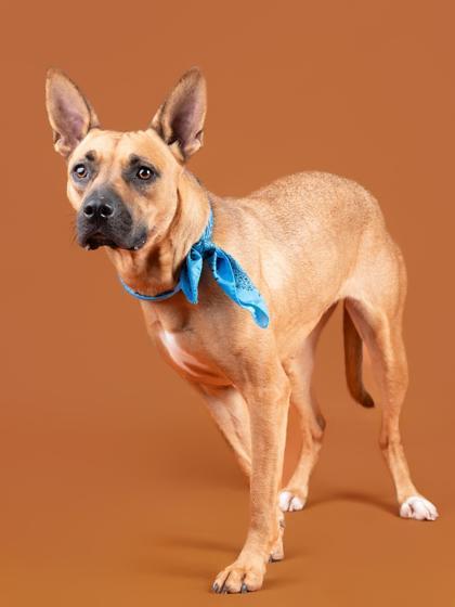 An adult medium-sized female Pit Bull Terrier dog named Gretchet for adoption in Atlanta, GA