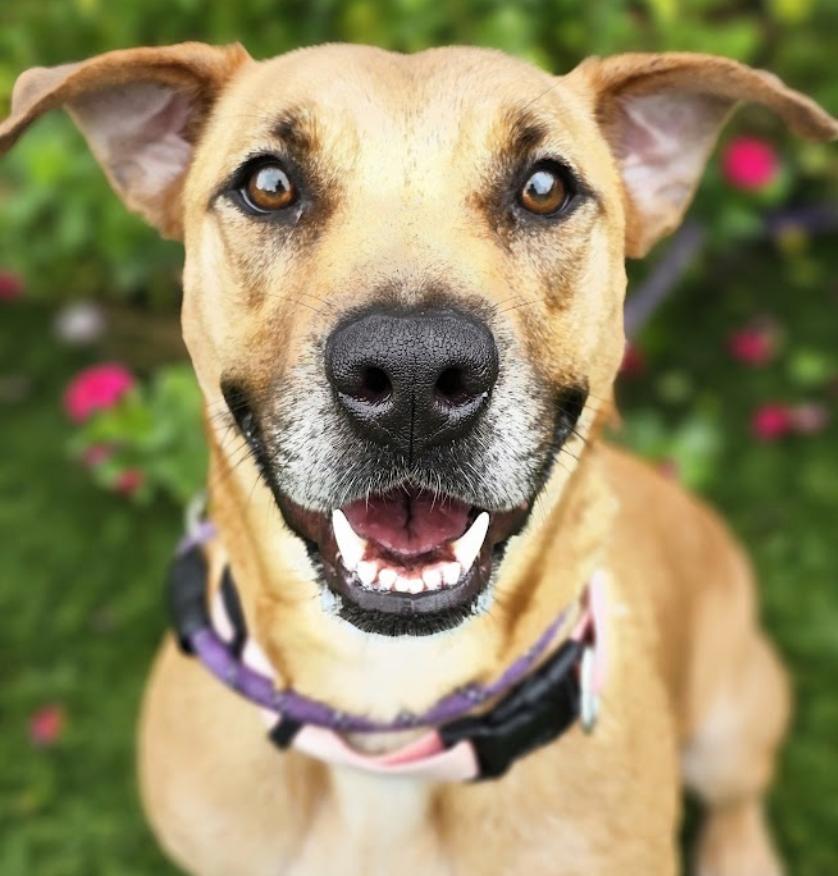 A young medium-sized female Yellow / Tan / Blond / Fawn Retriever dog named Sable for adoption in Longview, TX