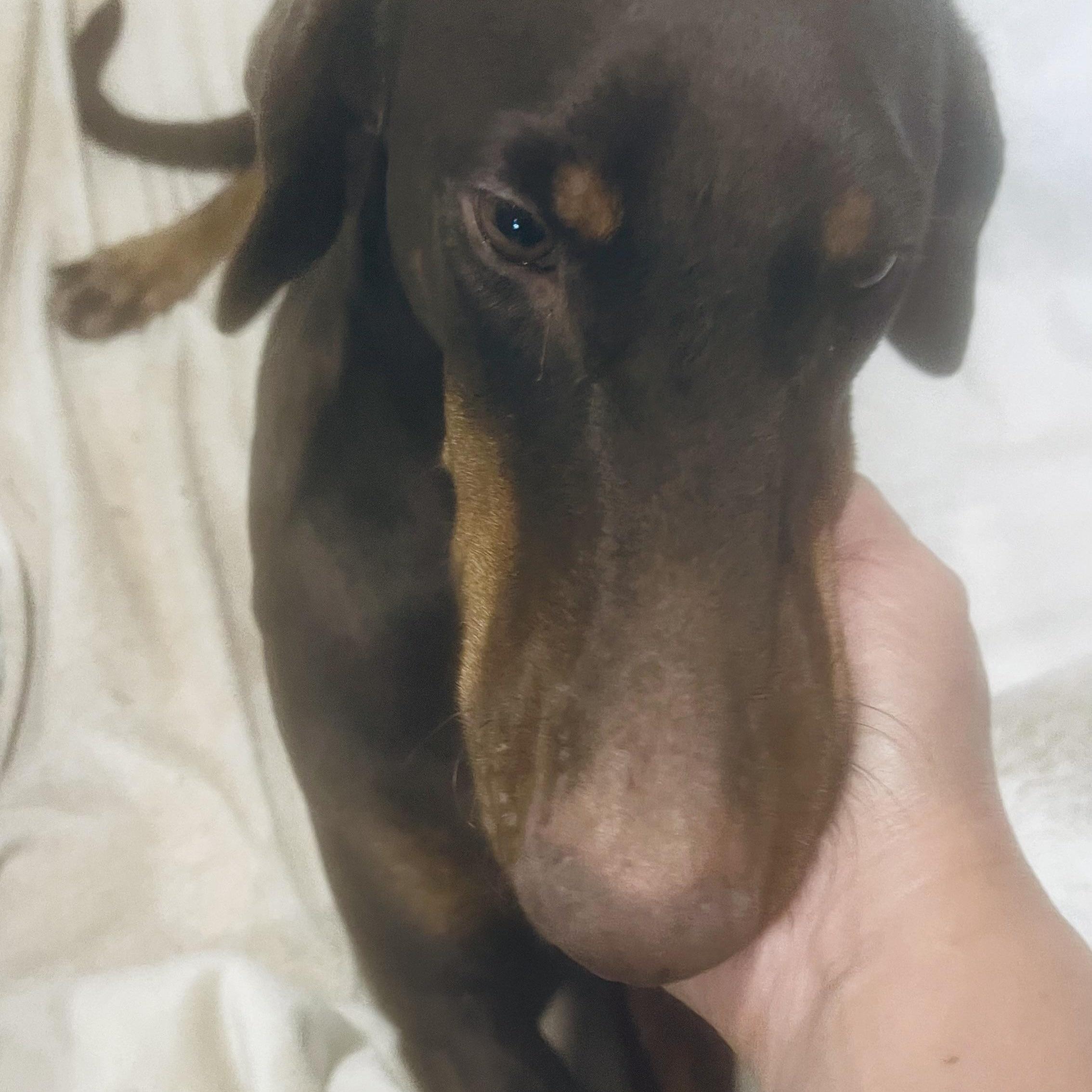 Hazel! Sweet And Docile!