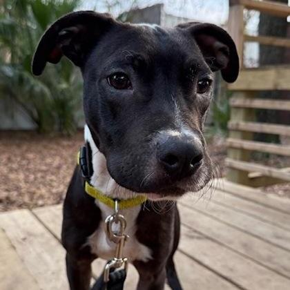 A young medium-sized male Black Mixed Breed dog named Lefty for adoption in Charleston, SC