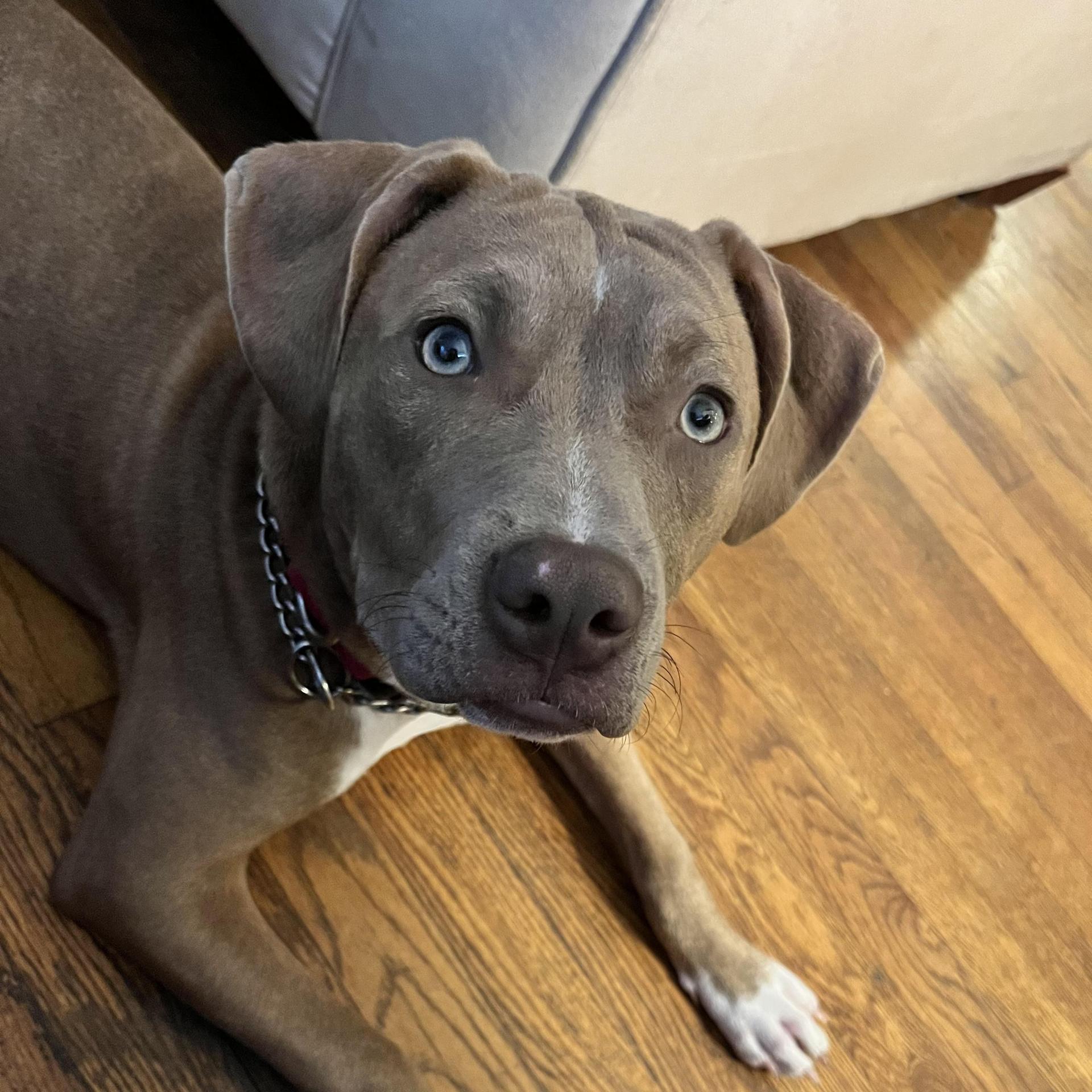 An adult medium-sized female Brown / Chocolate Pit Bull Terrier dog named Mocha for adoption in Columbia, SC