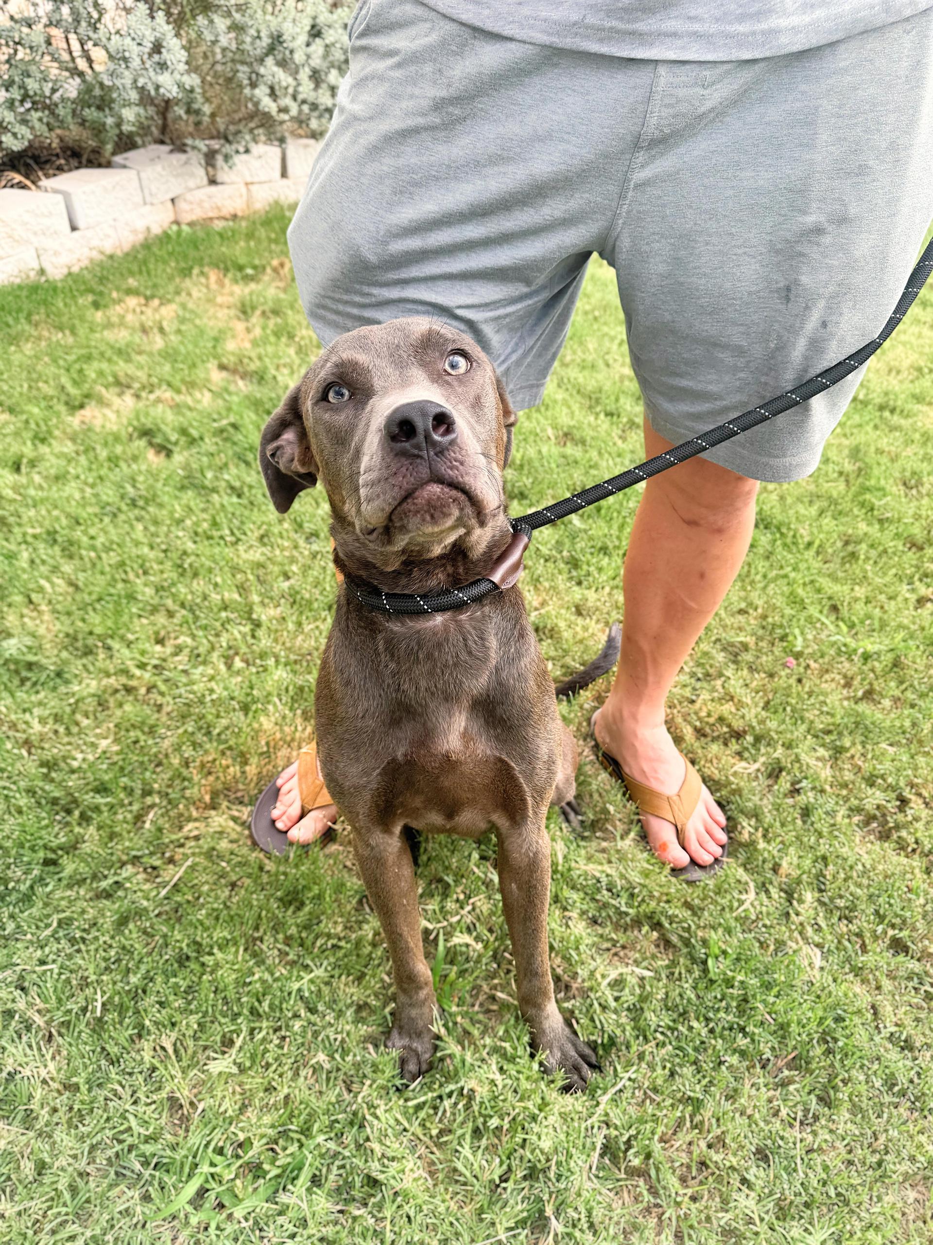 A young medium-sized male Gray / Blue / Silver American Staffordshire Terrier dog named Wally for adoption in Haslet, TX