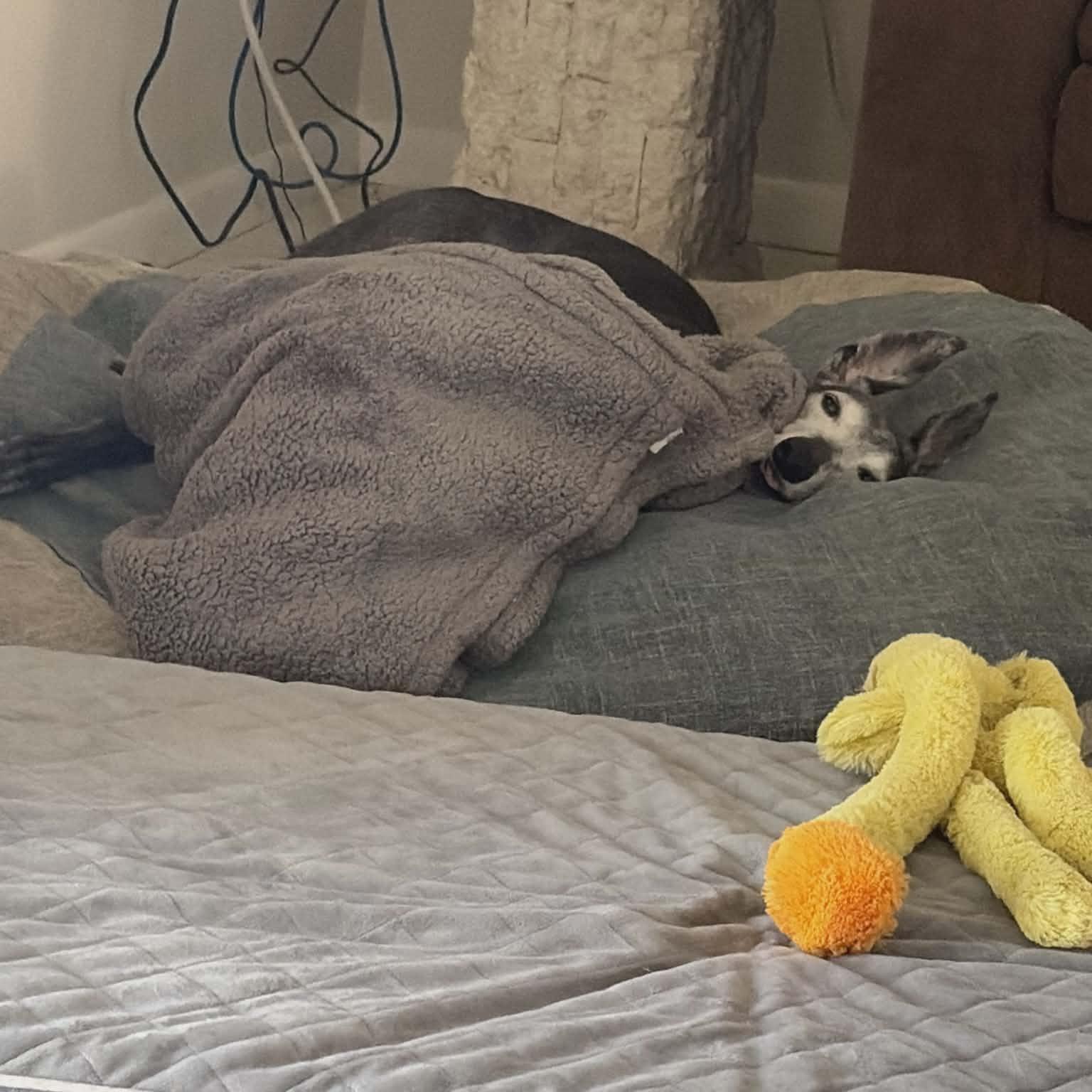 Jd Looking Glass photo 1