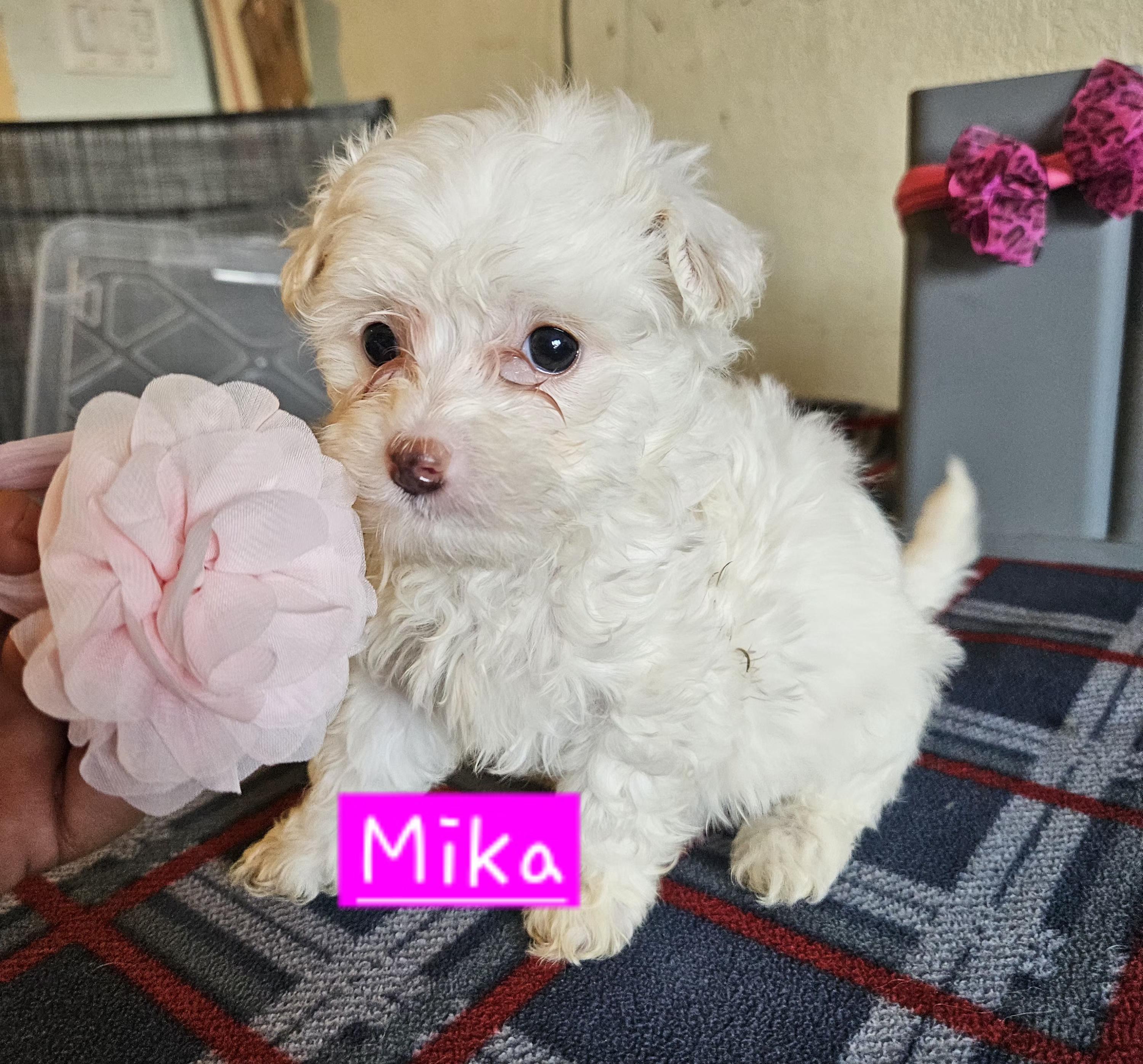 Mika