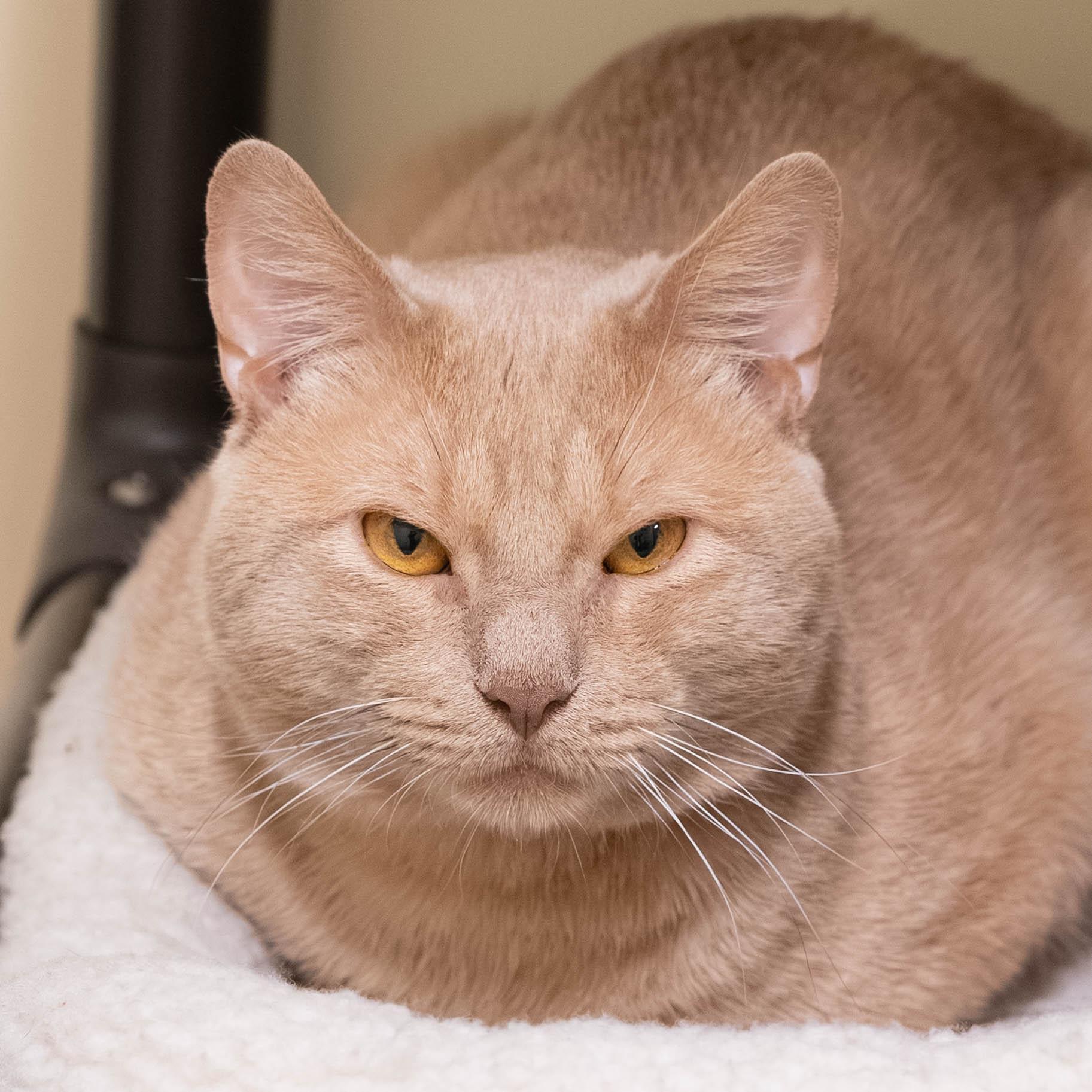 Harry Bonded To Prince