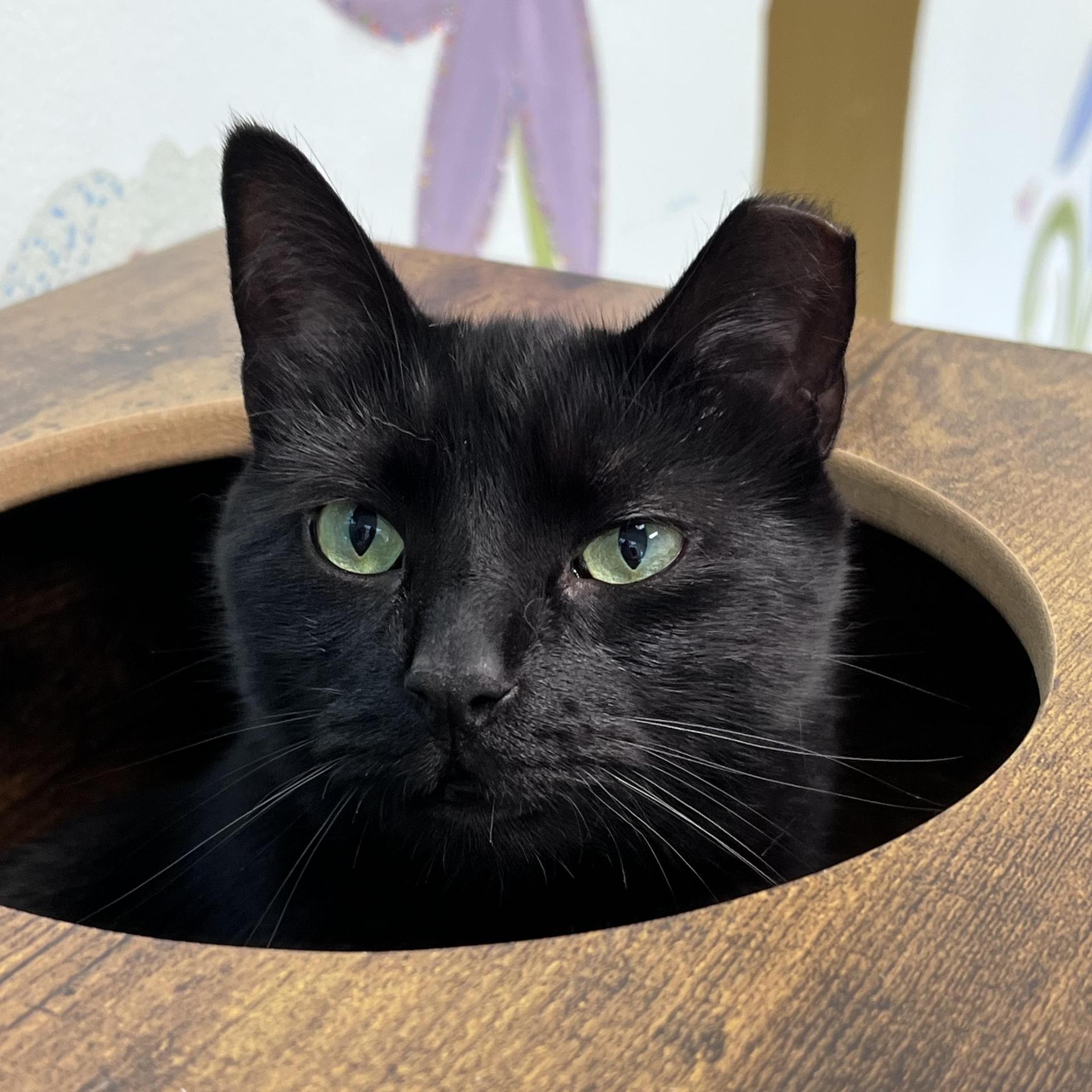 A young medium-sized female Black Domestic Short Hair cat named Mamba for adoption in Grand Rapids, MI