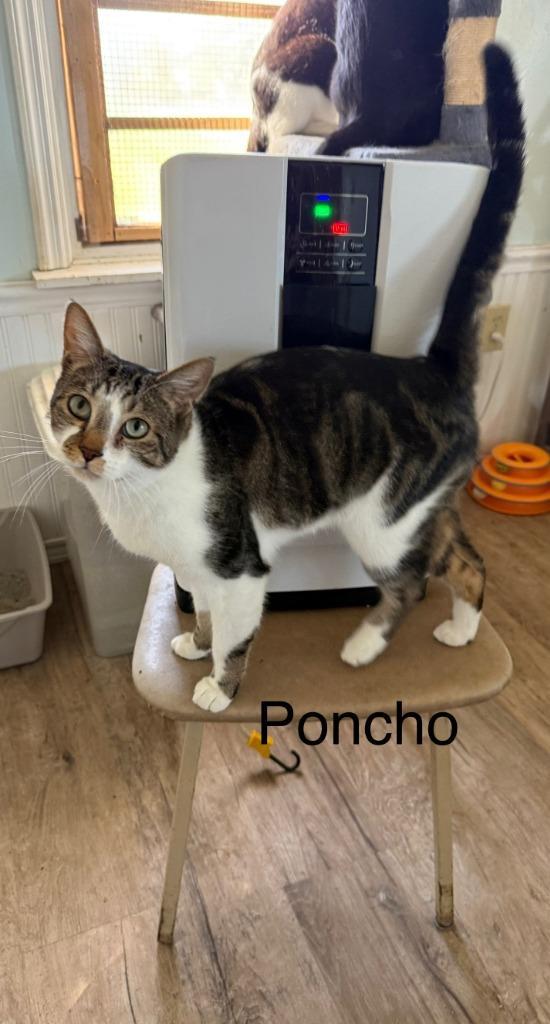 Poncho