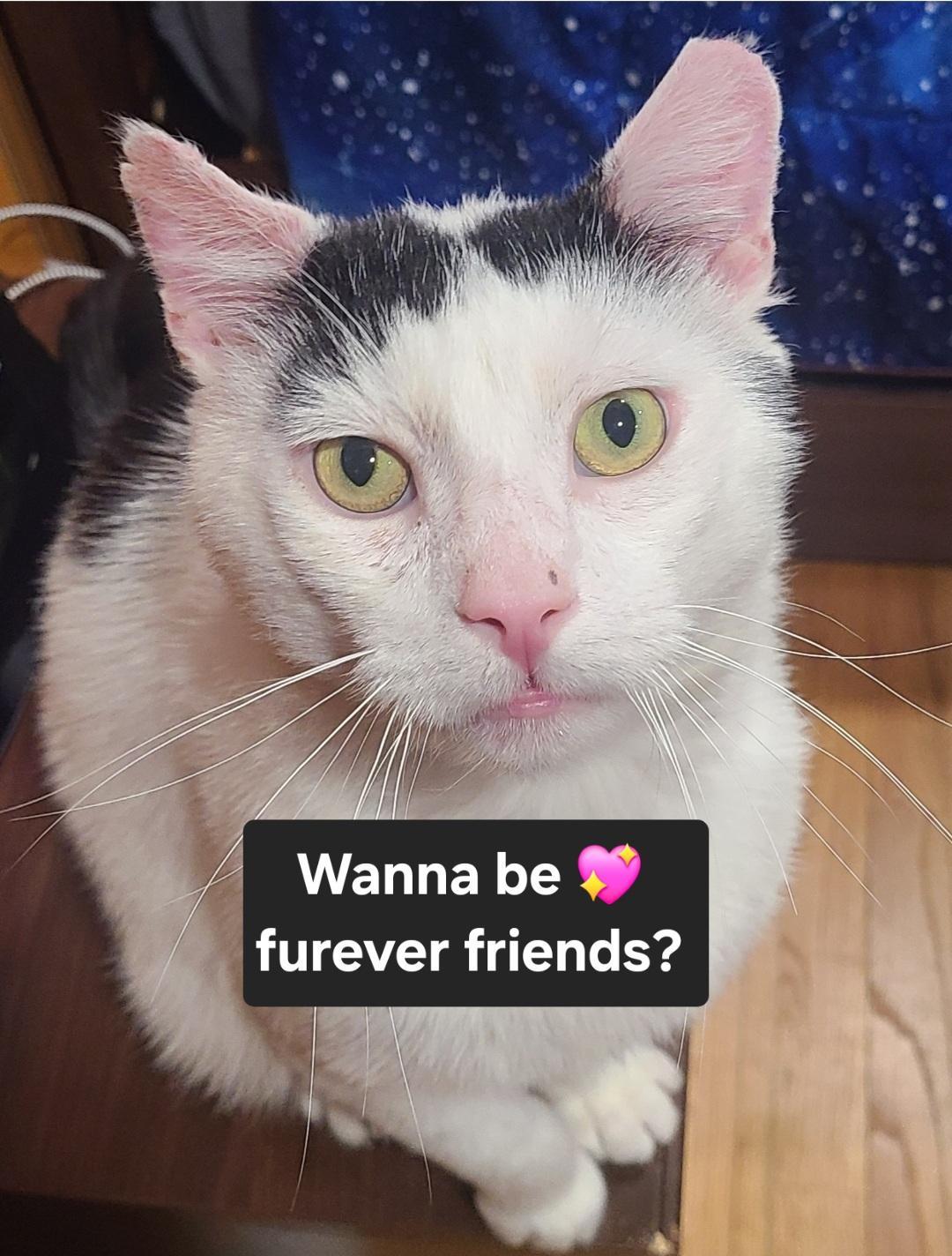 Elmerlap Cat! Fiv+ photo 1