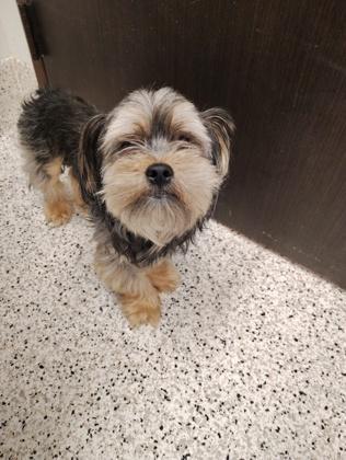 An adult small-sized male Yorkshire Terrier dog named Korki for adoption in Atlanta, GA