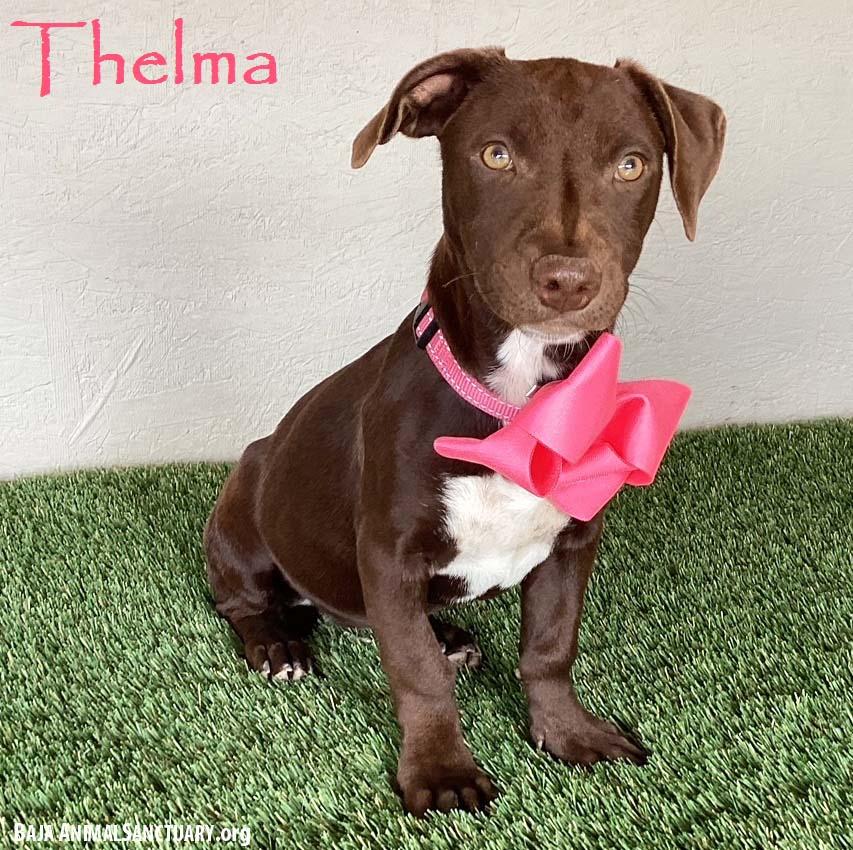 Thelma