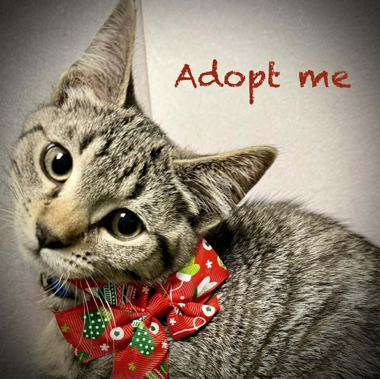 Princess Leia Purrfectly