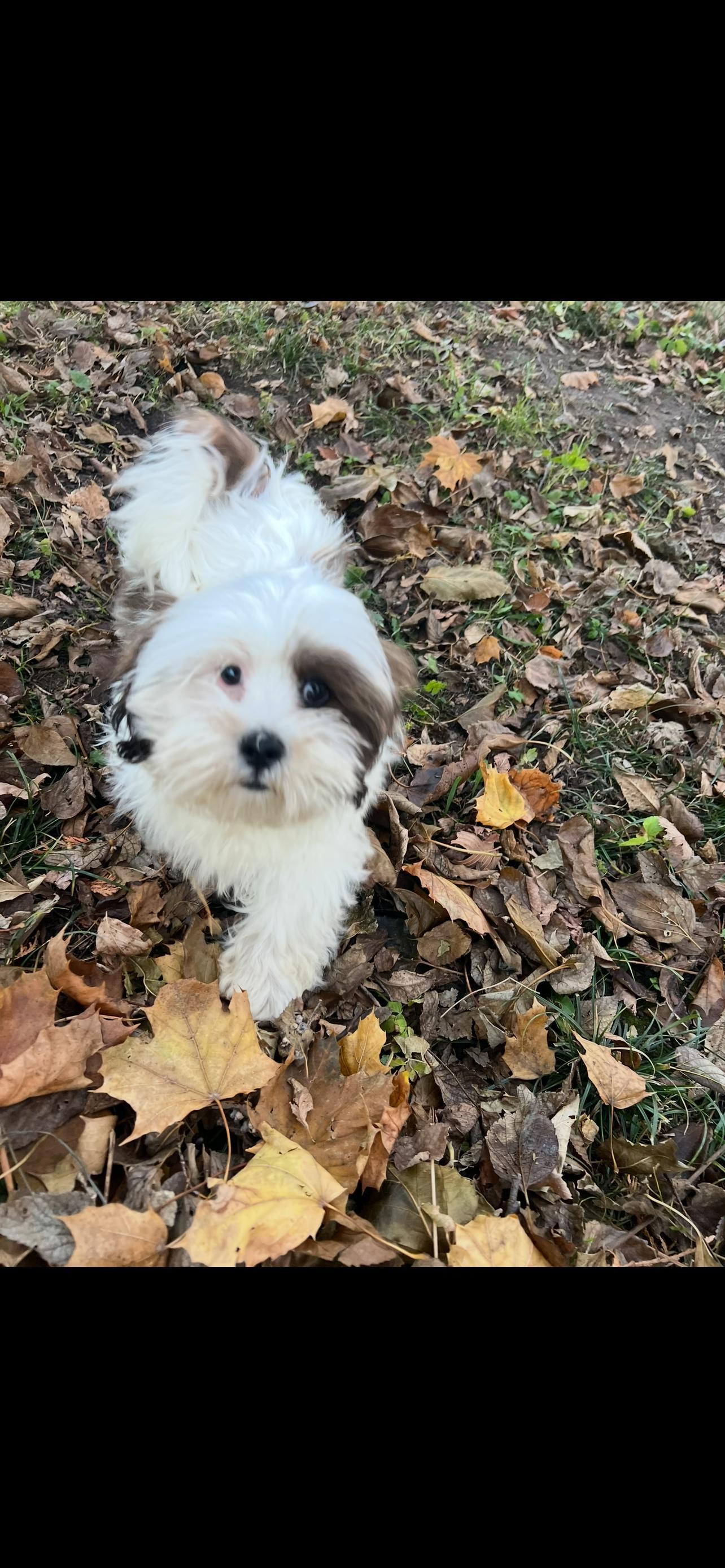 A young small-sized male White / Cream Lhasa Apso dog named Frank for adoption in Union Grove, WI