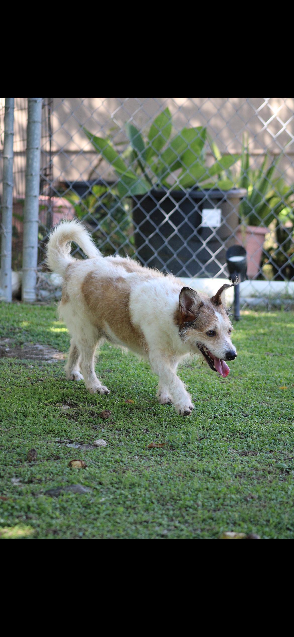 An adult medium-sized male Terrier dog named Benji Boy for adoption in Humacao, PR