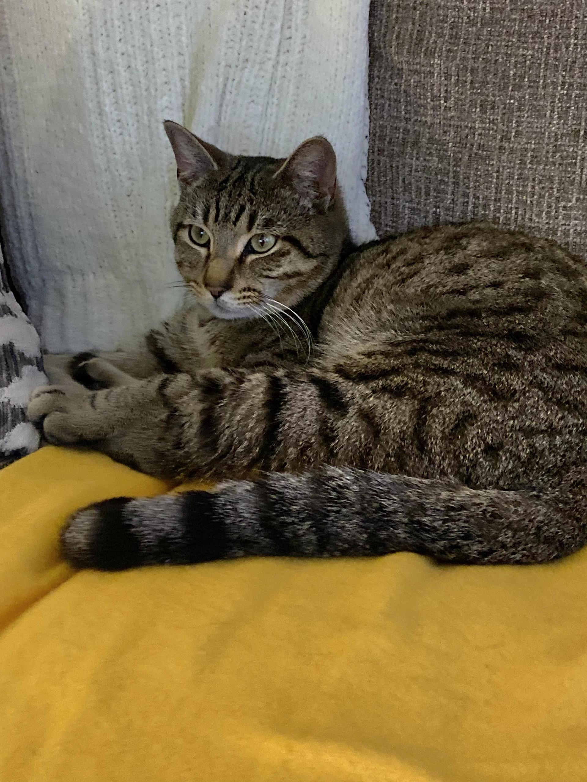 Tatum Purrfect Velcro