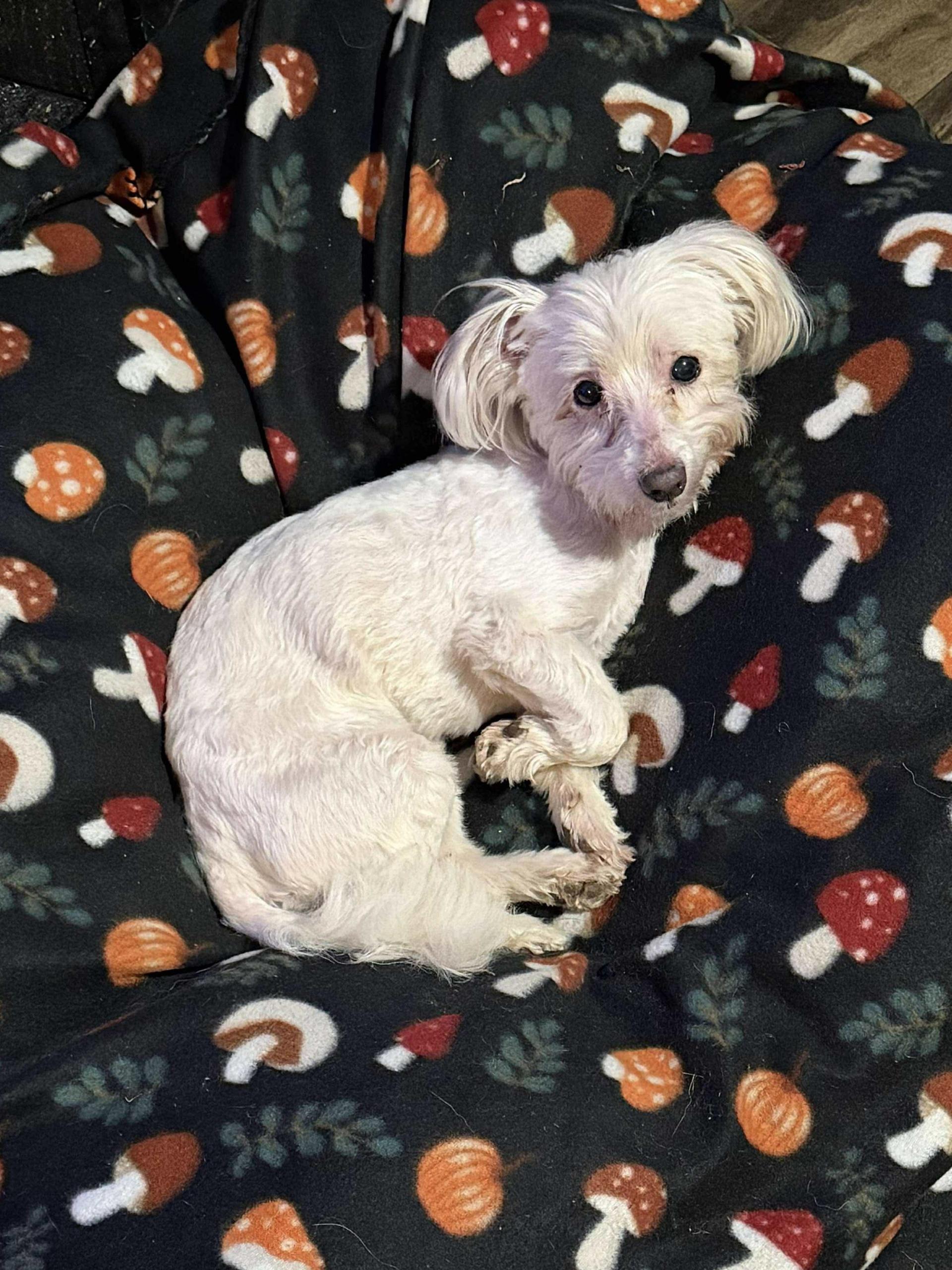A senior small-sized male Havanese dog named Dexter for adoption in Westwood, NJ