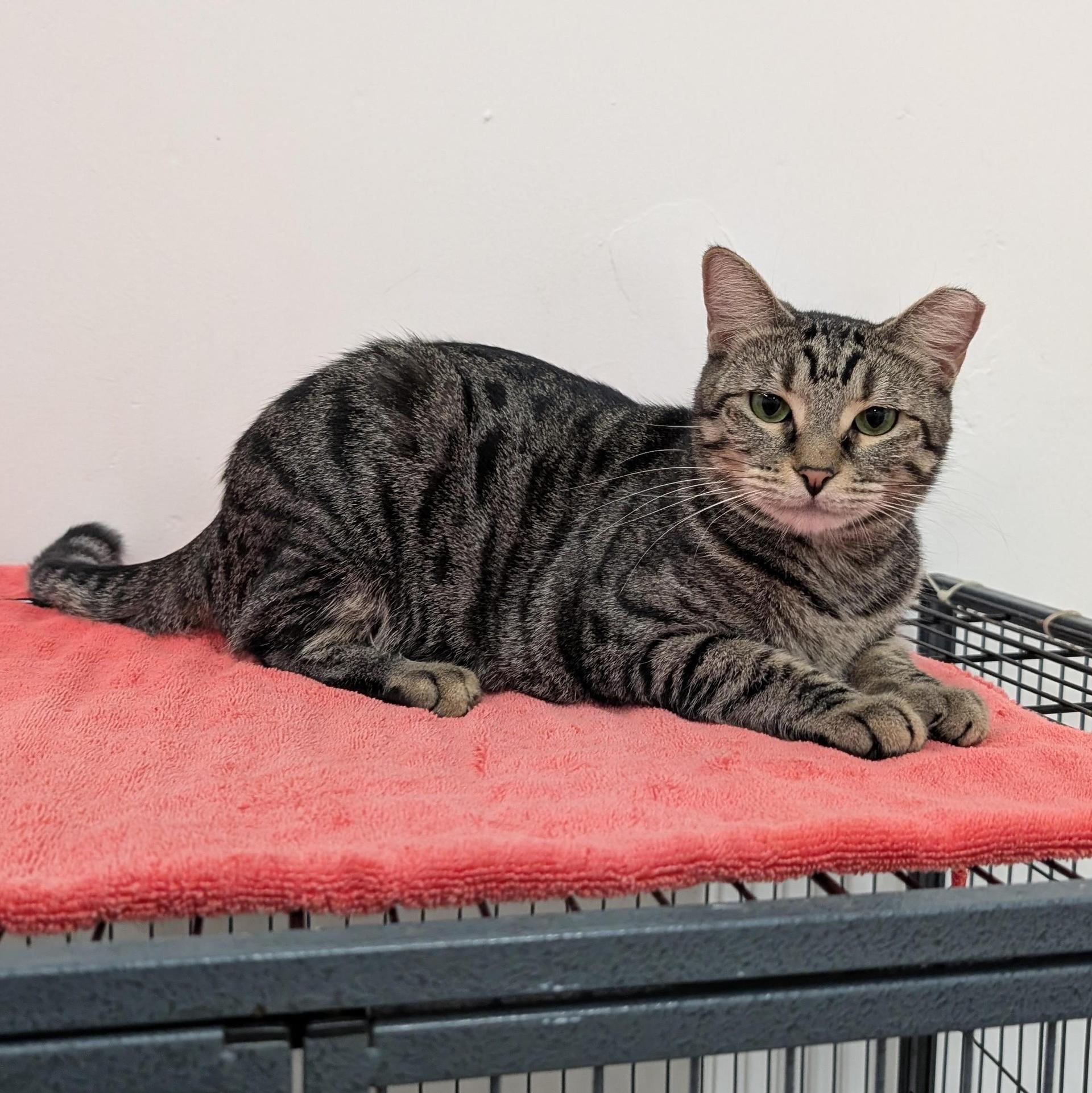 A young medium-sized male Brown / Chocolate Tabby cat named Sammy for adoption in West Palm Beach, FL