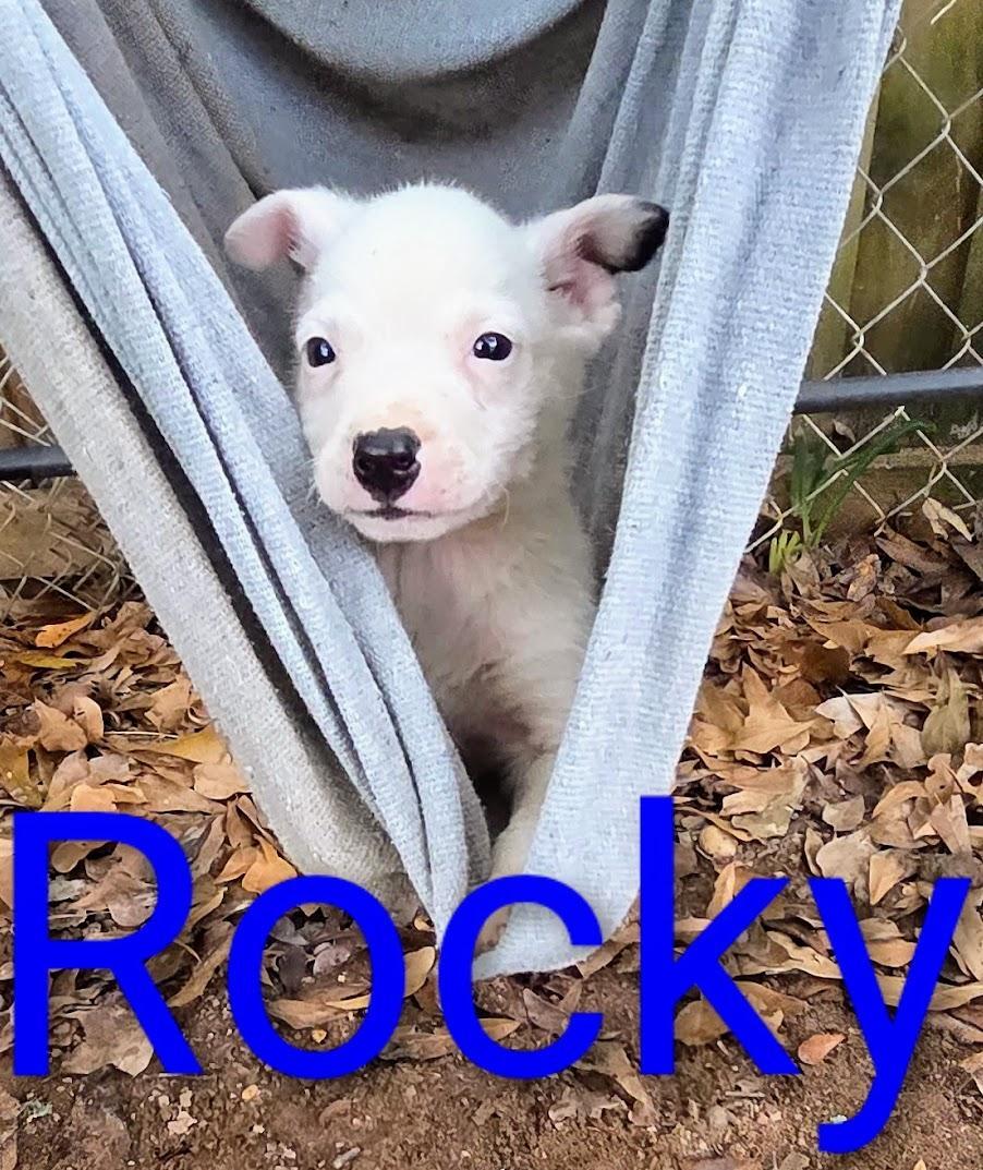 A baby small-sized male Chihuahua dog named Rocky for adoption in Fosters, AL