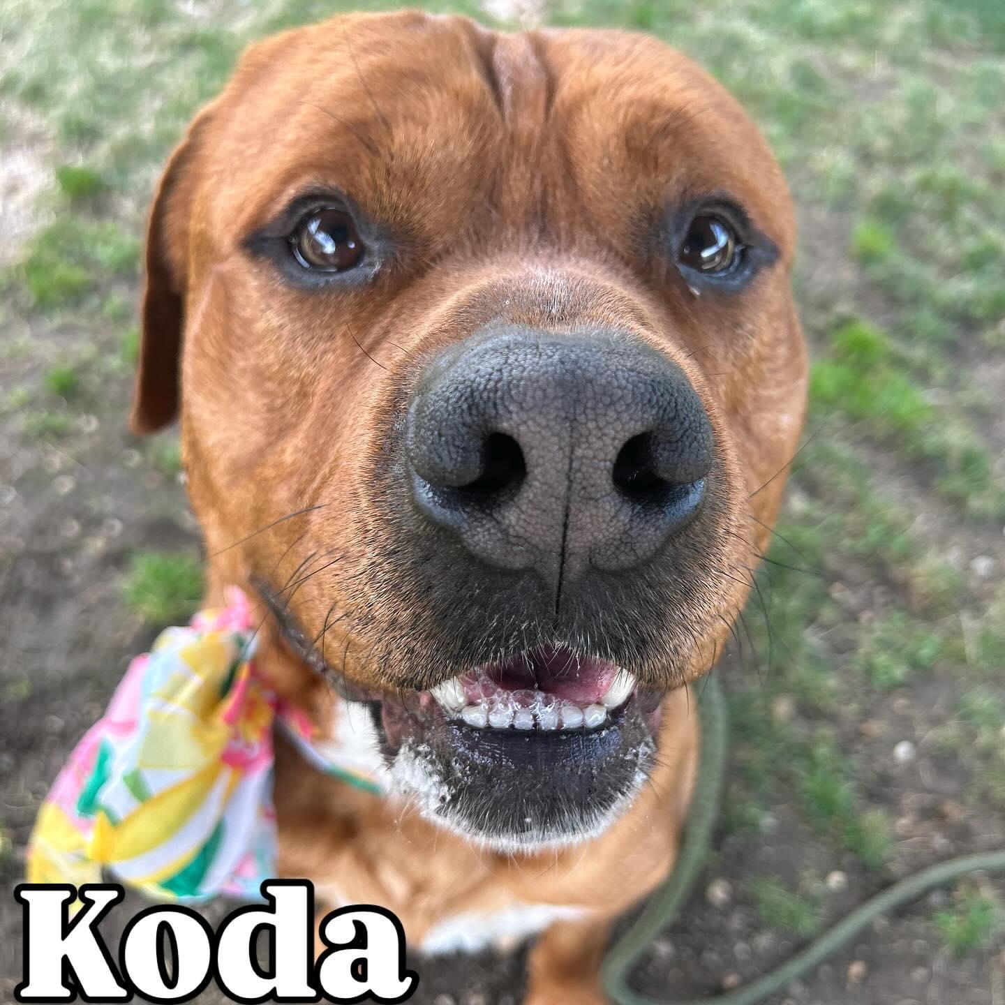 Koda Tag