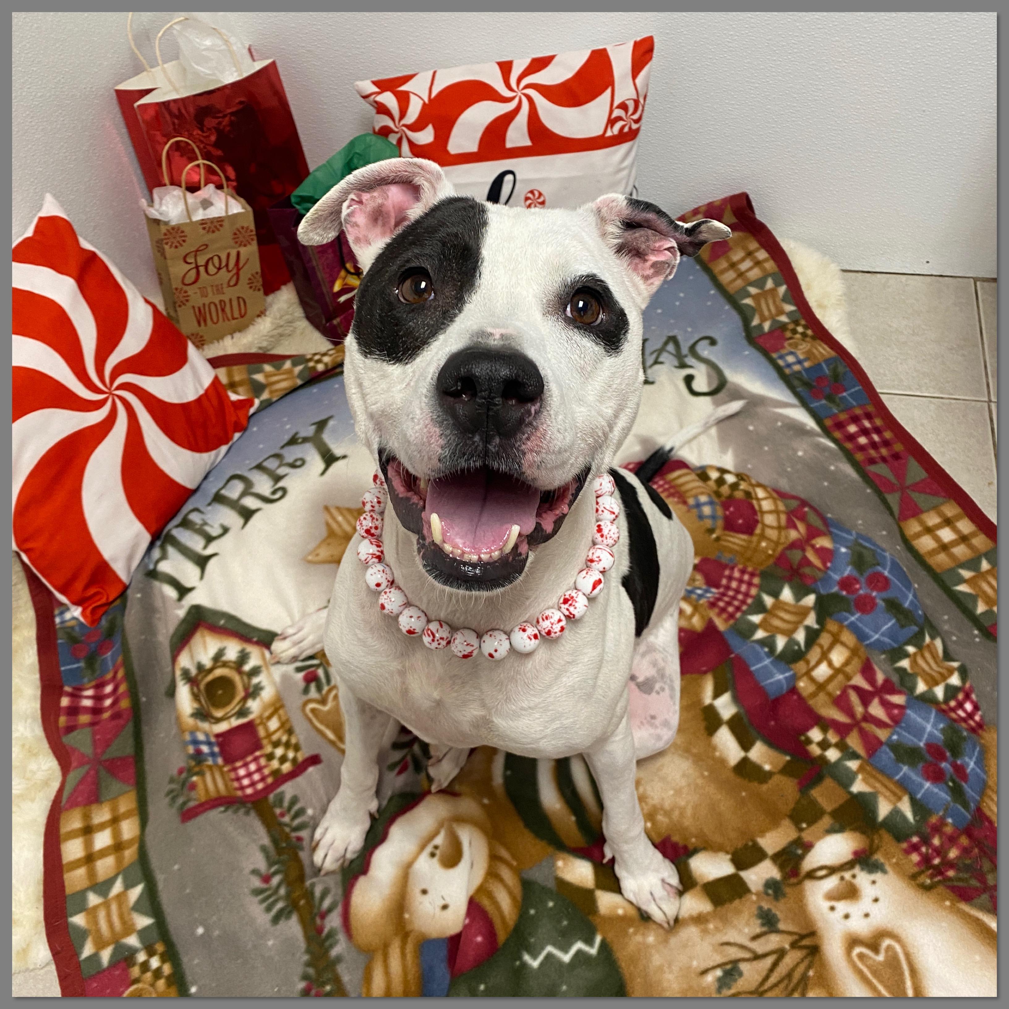 Izzy Gci Trained Graduate!!