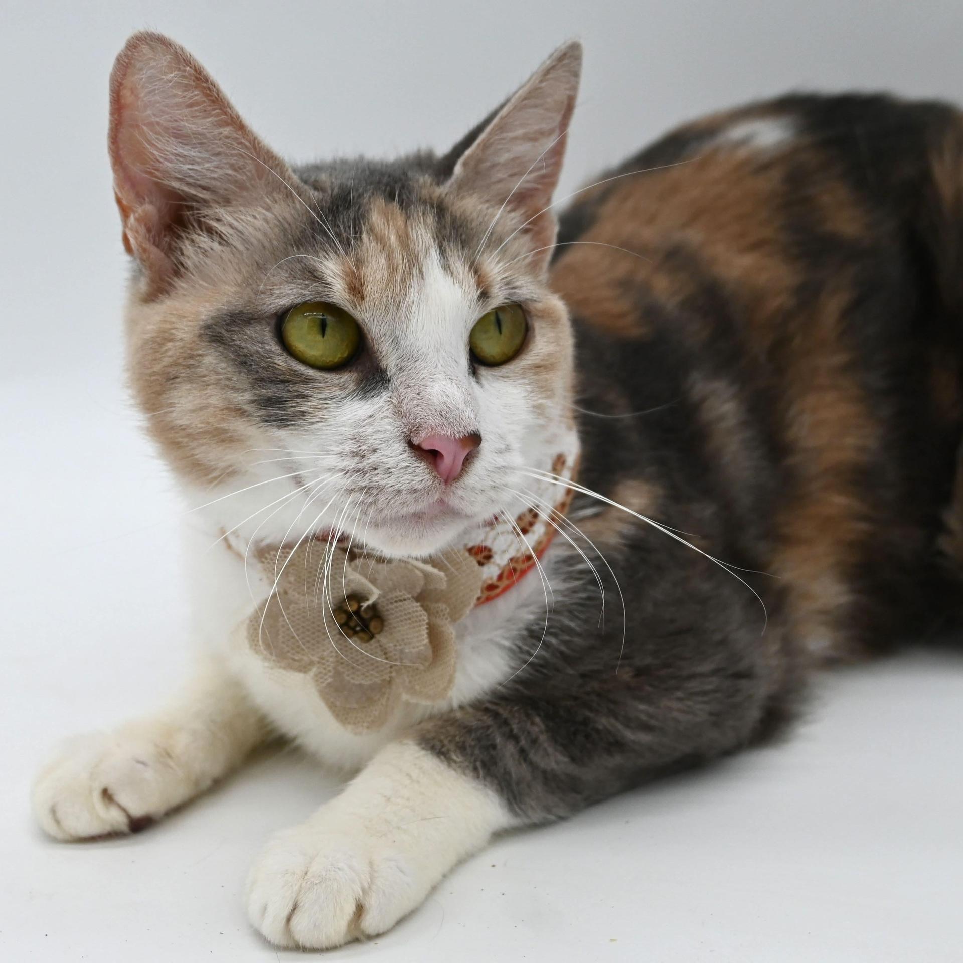 An adult medium-sized female Torbie Calico cat named Coco for adoption in Mobile, AL