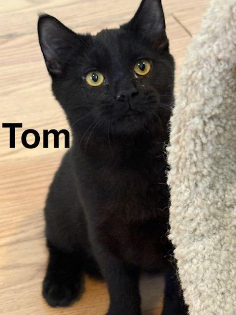 Tom