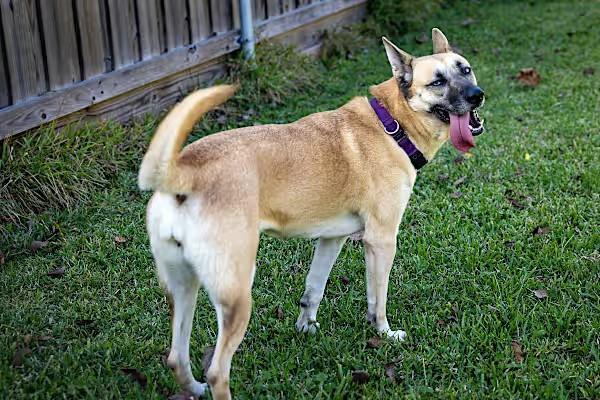 An adult medium-sized female Yellow / Tan / Blond / Fawn Shepherd dog named Sage Cowan for adoption in Pearland, TX