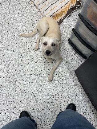 A young medium-sized female Mixed Breed dog named Thomasina for adoption in Atlanta, GA