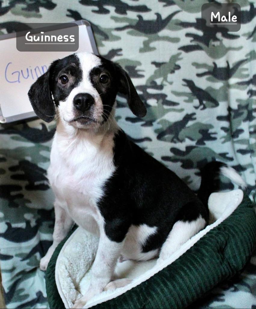 Guinness photo 1